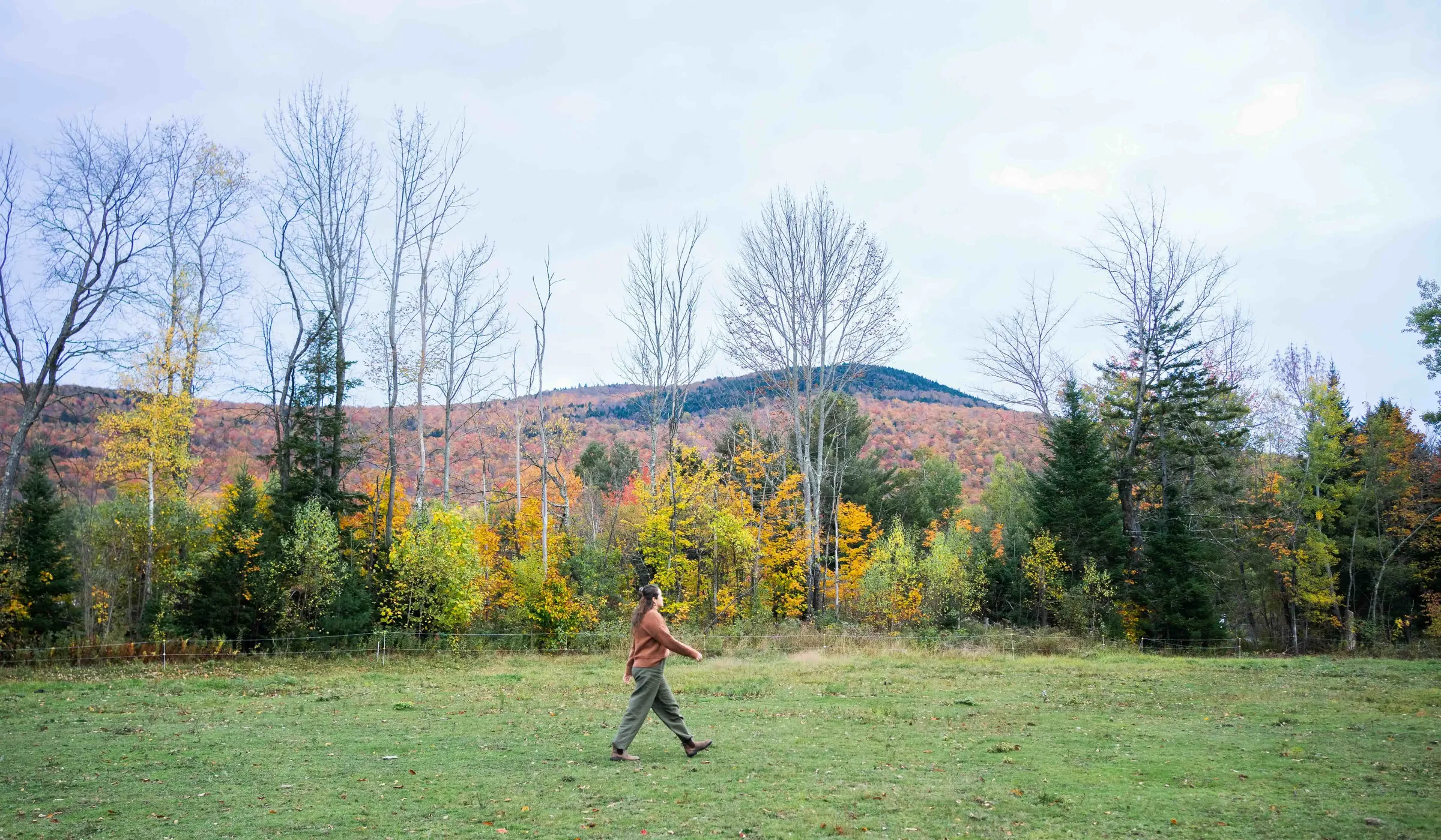 Amber walking in a field