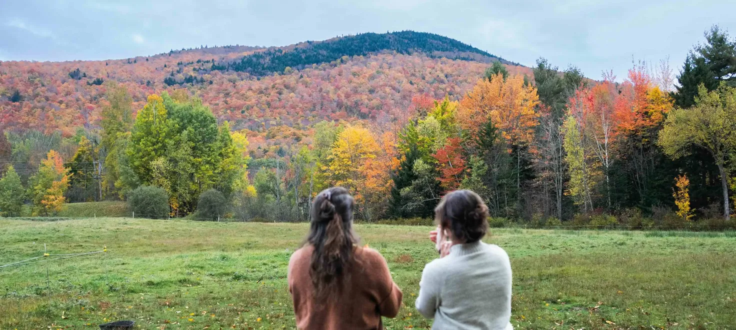 Amber and moxie in a field