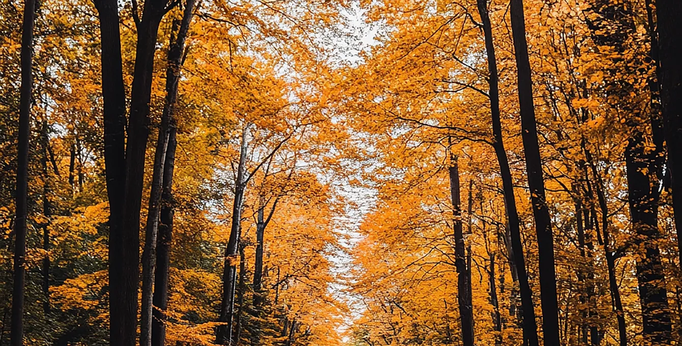 Fall leaves on a Vermont road