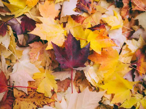 leaves on the ground