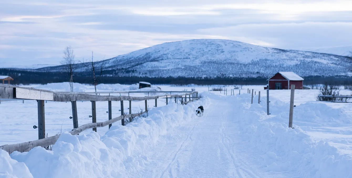 Dog on snowy road